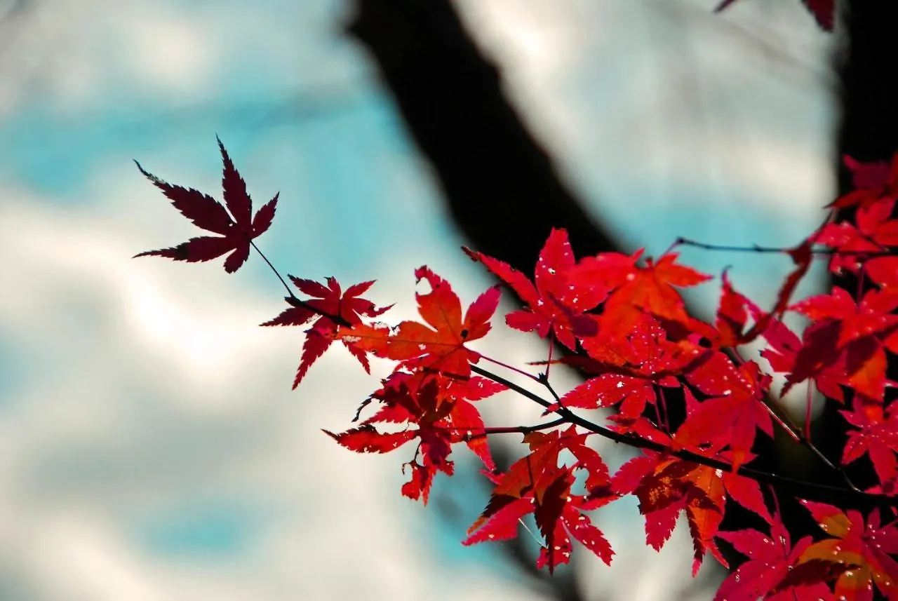 Aparthotel Stay Sakura Kyoto Nijo Seasons